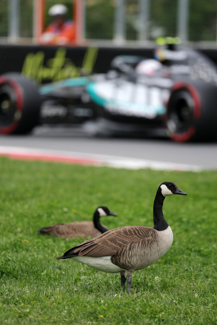GP CANADA, Andrea Kimi Antonelli (ITA) Mercedes AMG Formula One Team W17 passes geese trackside.
23.05.2026. Formula 1 World Championship, Rd 5, Canadian Grand Prix, Montreal, Canada, Sprint e Qualifiche Day.
- www.xpbimages.com, EMail: requests@xpbimages.com © Copyright: Moy / XPB Images