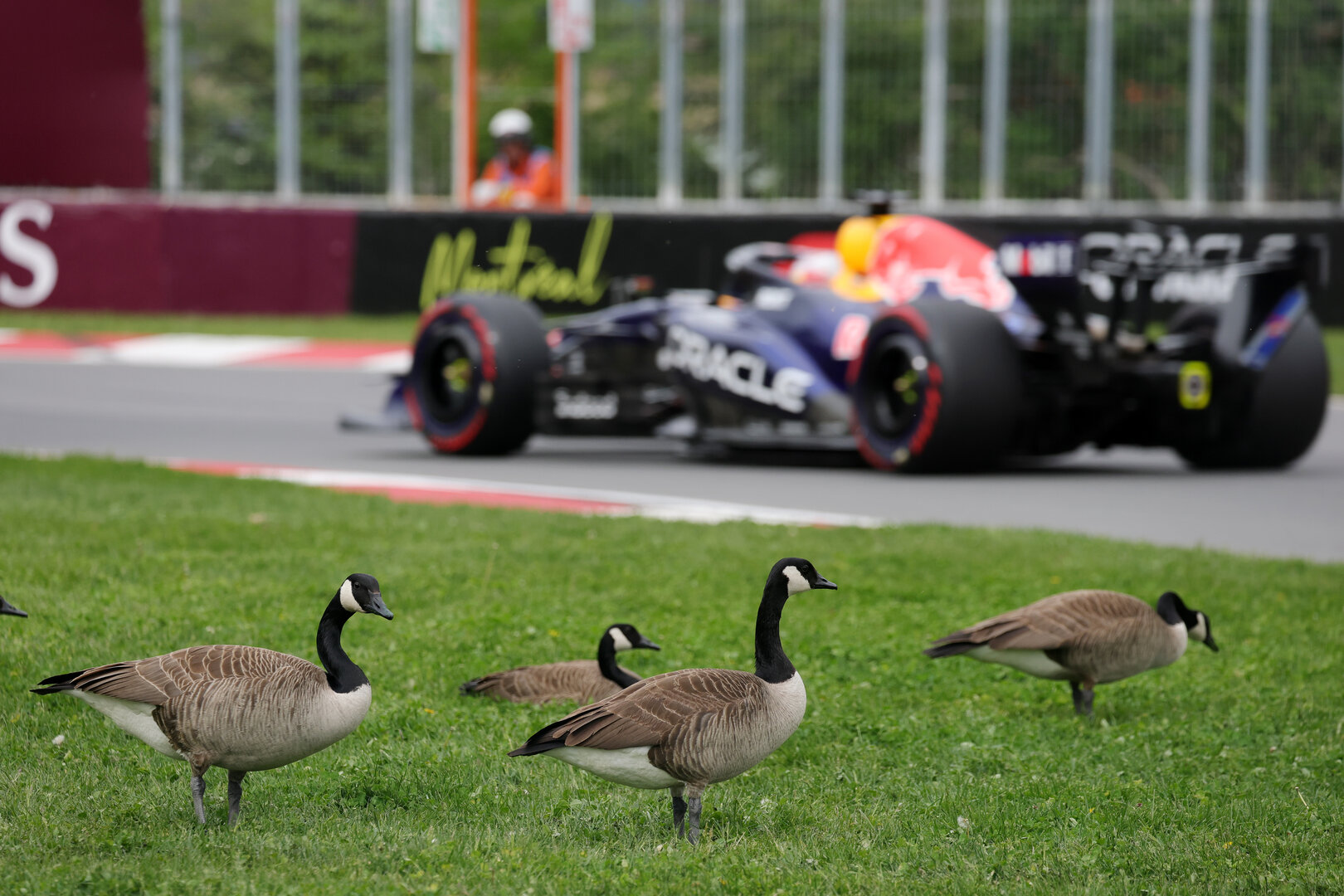 GP CANADA, Max Verstappen (NLD) Red Bull Racing RB22 passes geese trackside.
23.05.2026. Formula 1 World Championship, Rd 5, Canadian Grand Prix, Montreal, Canada, Sprint e Qualifiche Day.
- www.xpbimages.com, EMail: requests@xpbimages.com © Copyright: Moy / XPB Images