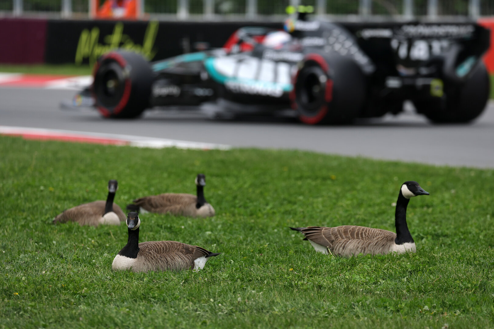GP CANADA, Andrea Kimi Antonelli (ITA) Mercedes AMG Formula One Team W17 passes geese trackside.
23.05.2026. Formula 1 World Championship, Rd 5, Canadian Grand Prix, Montreal, Canada, Sprint e Qualifiche Day.
- www.xpbimages.com, EMail: requests@xpbimages.com © Copyright: Moy / XPB Images
