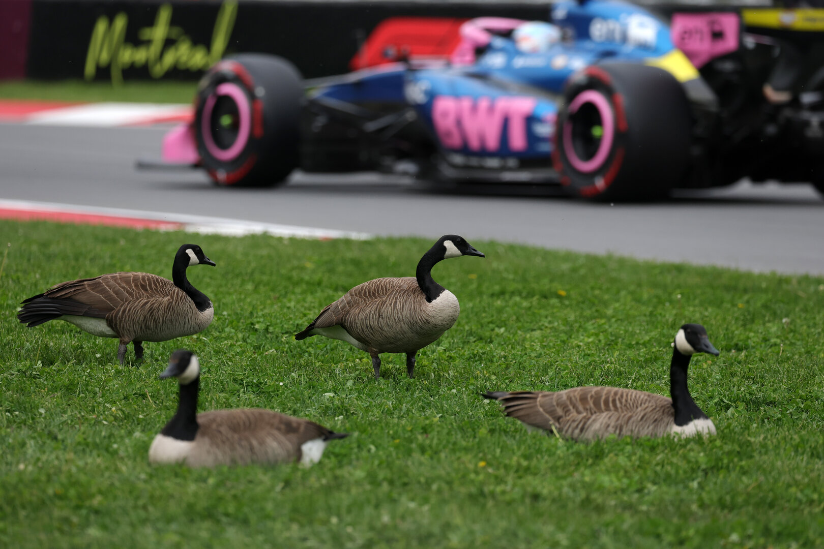 GP CANADA, Pierre Gasly (FRA) Alpine F1 Team A526 passes geese trackside.
23.05.2026. Formula 1 World Championship, Rd 5, Canadian Grand Prix, Montreal, Canada, Sprint e Qualifiche Day.
- www.xpbimages.com, EMail: requests@xpbimages.com © Copyright: Moy / XPB Images