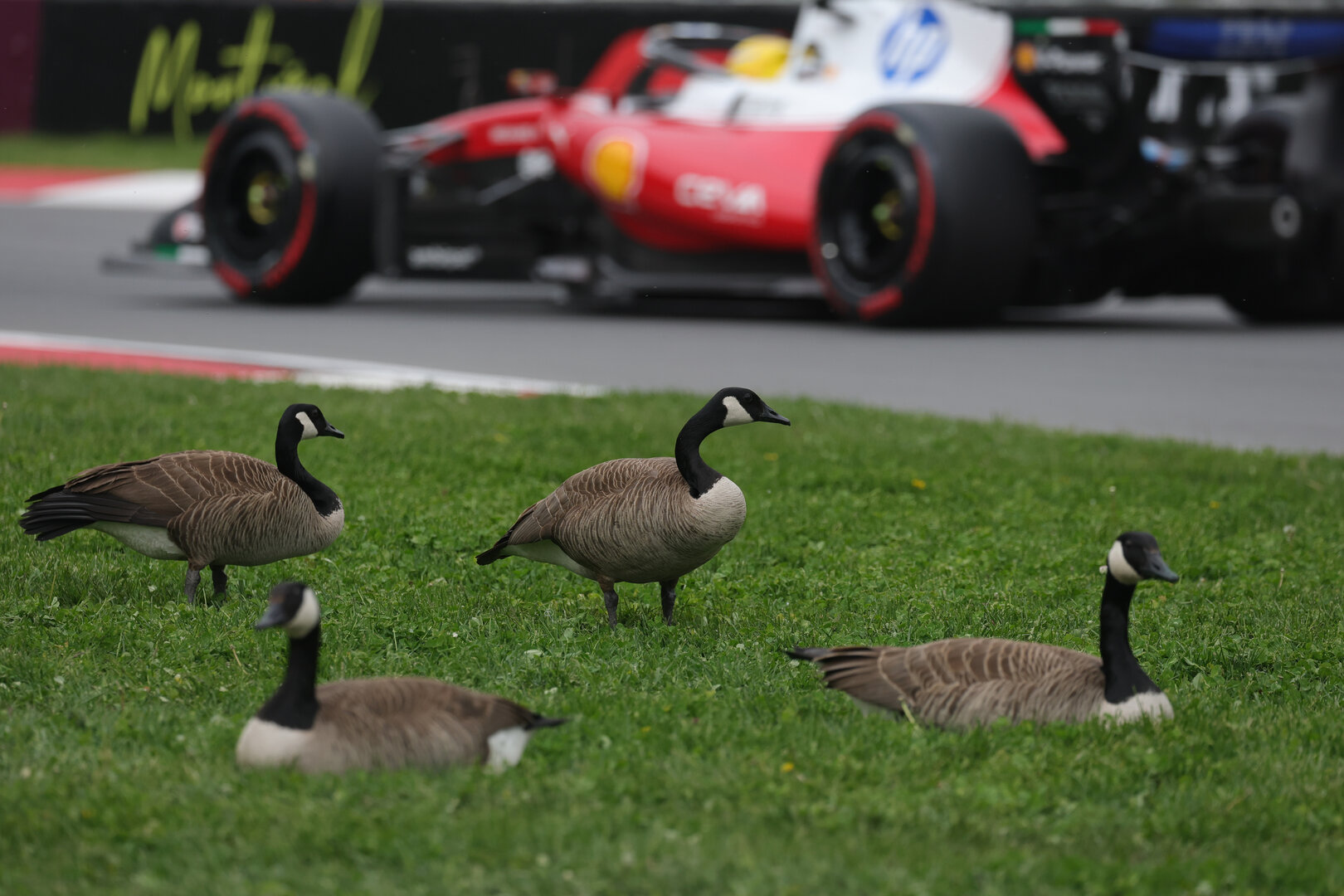 GP CANADA, Lewis Hamilton (GBR) Ferrari SF-26 passes geese trackside.
23.05.2026. Formula 1 World Championship, Rd 5, Canadian Grand Prix, Montreal, Canada, Sprint e Qualifiche Day.
- www.xpbimages.com, EMail: requests@xpbimages.com © Copyright: Moy / XPB Images