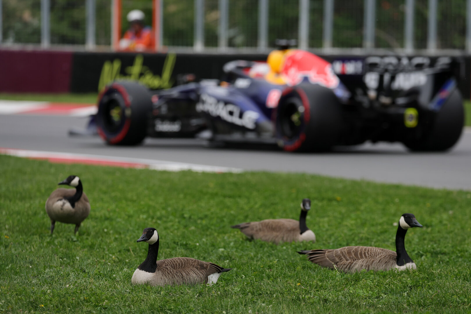 GP CANADA, Max Verstappen (NLD) Red Bull Racing RB22 passes geese trackside.
23.05.2026. Formula 1 World Championship, Rd 5, Canadian Grand Prix, Montreal, Canada, Sprint e Qualifiche Day.
- www.xpbimages.com, EMail: requests@xpbimages.com © Copyright: Moy / XPB Images