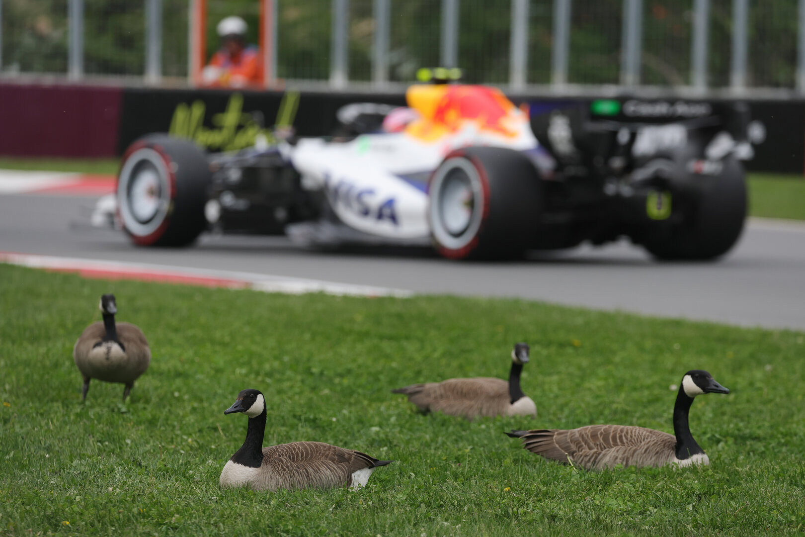 GP CANADA, Liam Lawson (NZL) Racing Bulls Formula One Team VCARB 03 passes geese trackside.
23.05.2026. Formula 1 World Championship, Rd 5, Canadian Grand Prix, Montreal, Canada, Sprint e Qualifiche Day.
- www.xpbimages.com, EMail: requests@xpbimages.com © Copyright: Moy / XPB Images
