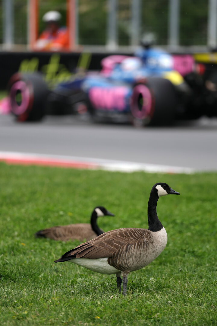GP CANADA, Pierre Gasly (FRA) Alpine F1 Team A526 passes geese trackside.
23.05.2026. Formula 1 World Championship, Rd 5, Canadian Grand Prix, Montreal, Canada, Sprint e Qualifiche Day.
- www.xpbimages.com, EMail: requests@xpbimages.com © Copyright: Moy / XPB Images