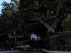 GP MONACO