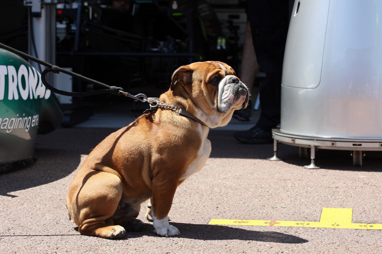 22.05.2013-  Roscoe, the dog of Lewis Hamilton (GBR) Mercedes AMG F1 W04