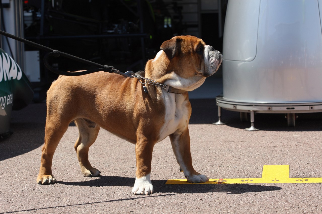 22.05.2013-  Roscoe, the dog of Lewis Hamilton (GBR) Mercedes AMG F1 W04