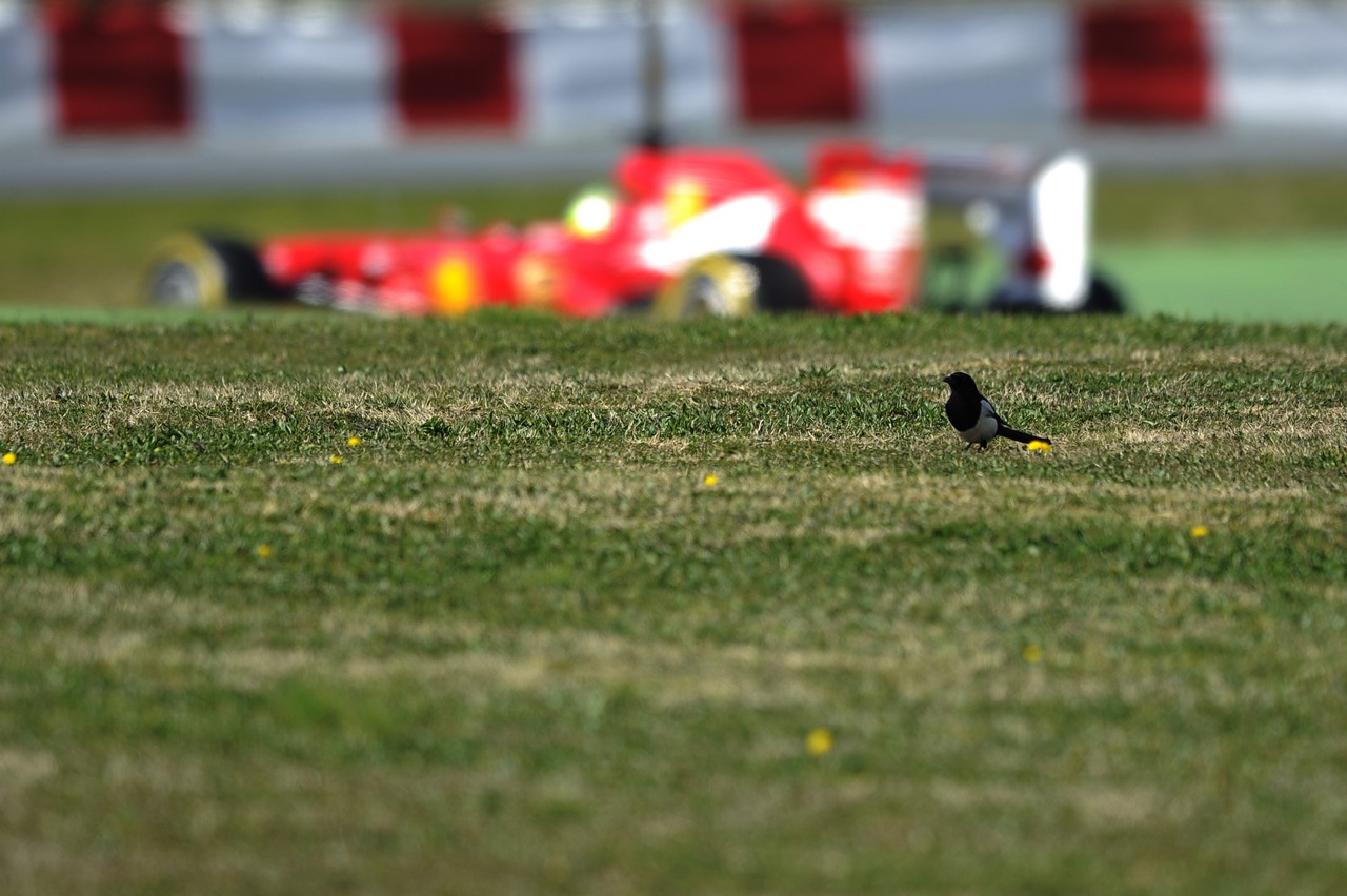 Felipe Massa (BRA) Ferrari F138 passes a bird in the grass.
02.03.2013. 