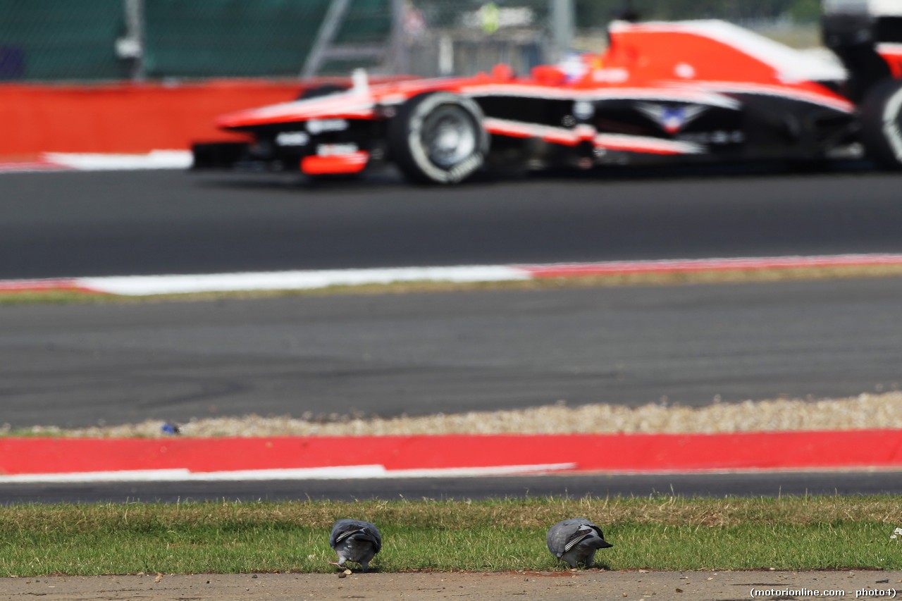 Tio Ellinas (CYP) Marussia F1 Team MR02 Test Driver approaches pigeons feeding by the side of the circuit.
